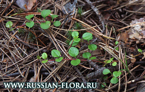Линнея северная (Linnaea borealis L.)